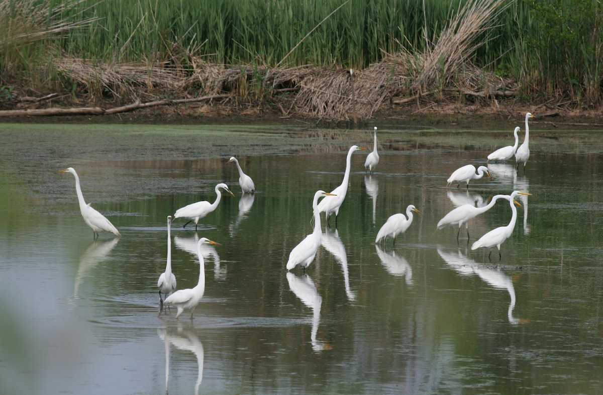 Great Egret - ML466677931