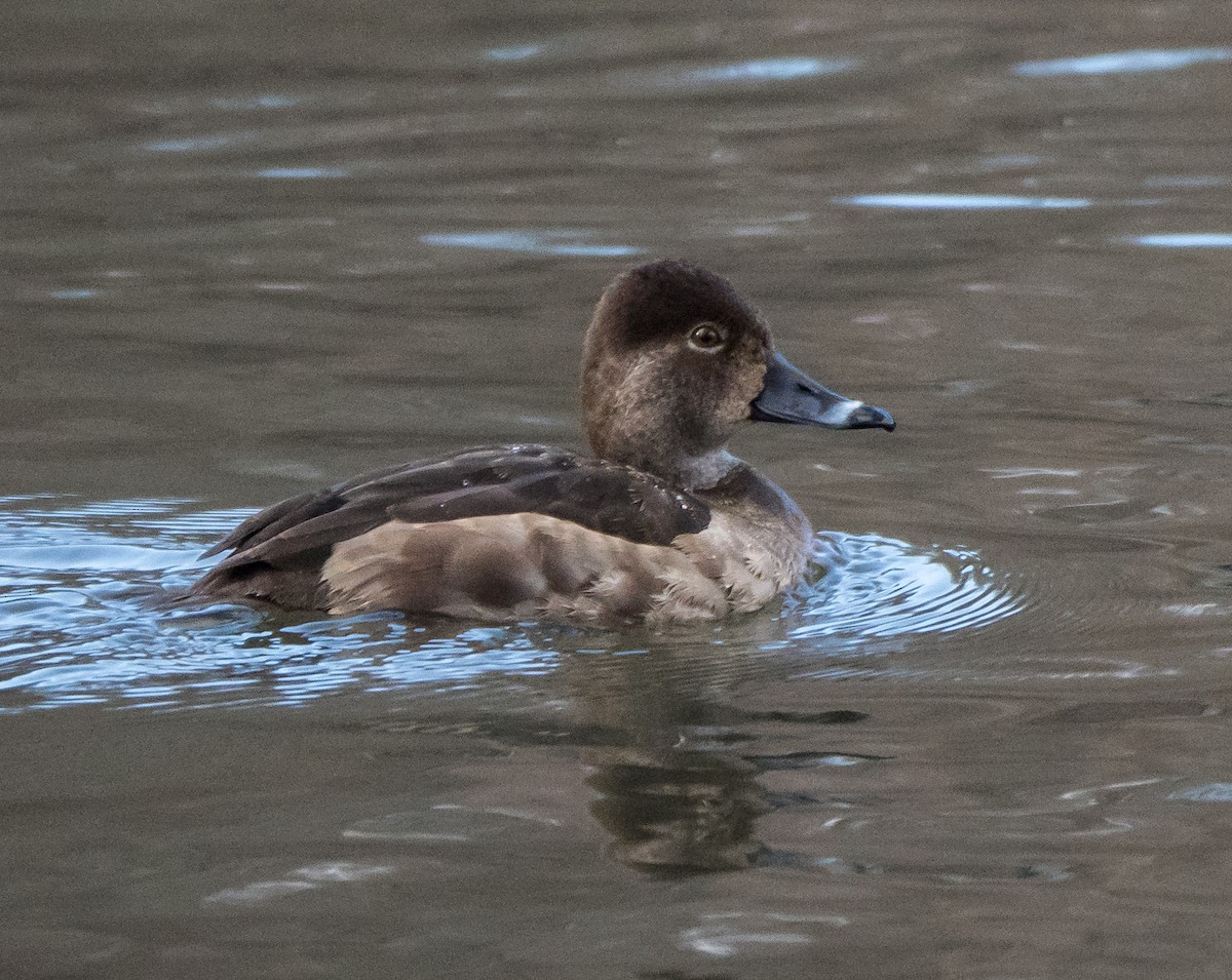 Ring-necked Duck - ML46667861