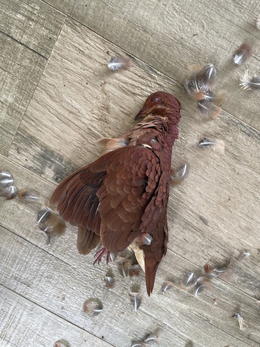 holub hnědočervený - ML466681081