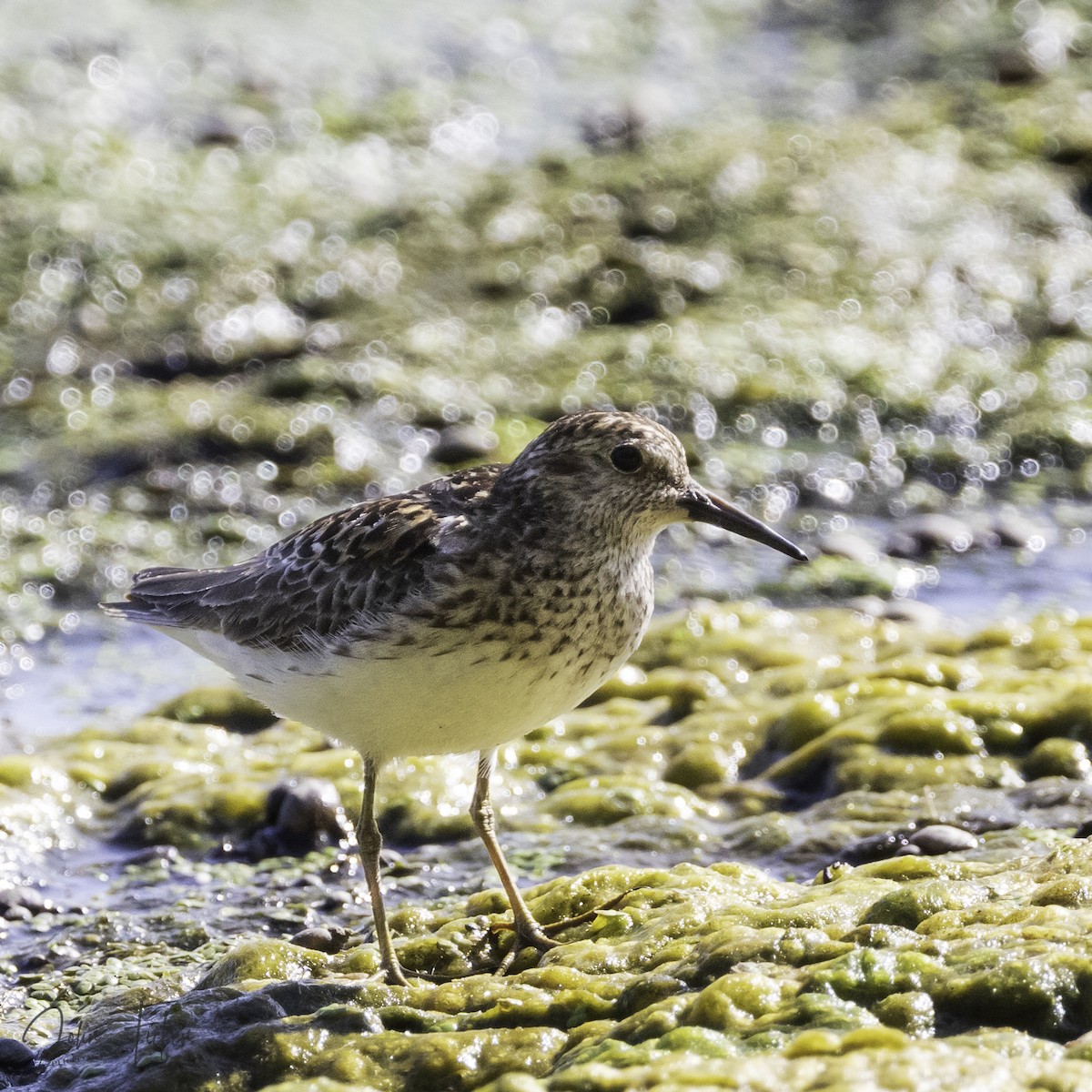 Least Sandpiper - john ficken