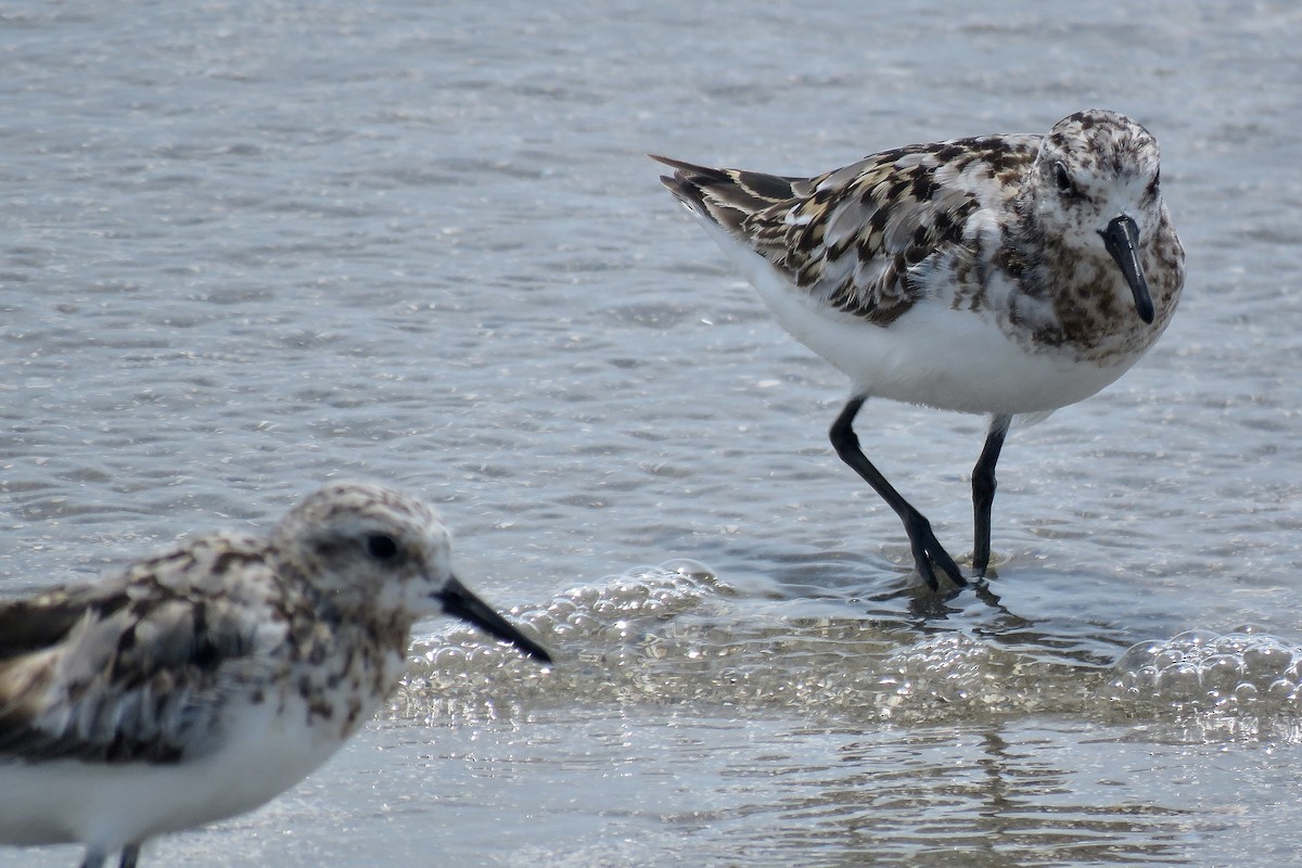 Bécasseau sanderling - ML466683571