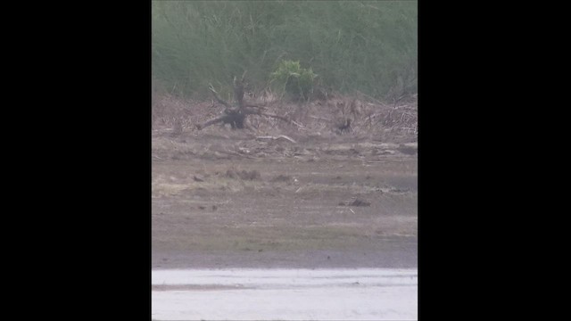 Pacific Golden-Plover - ML466684191