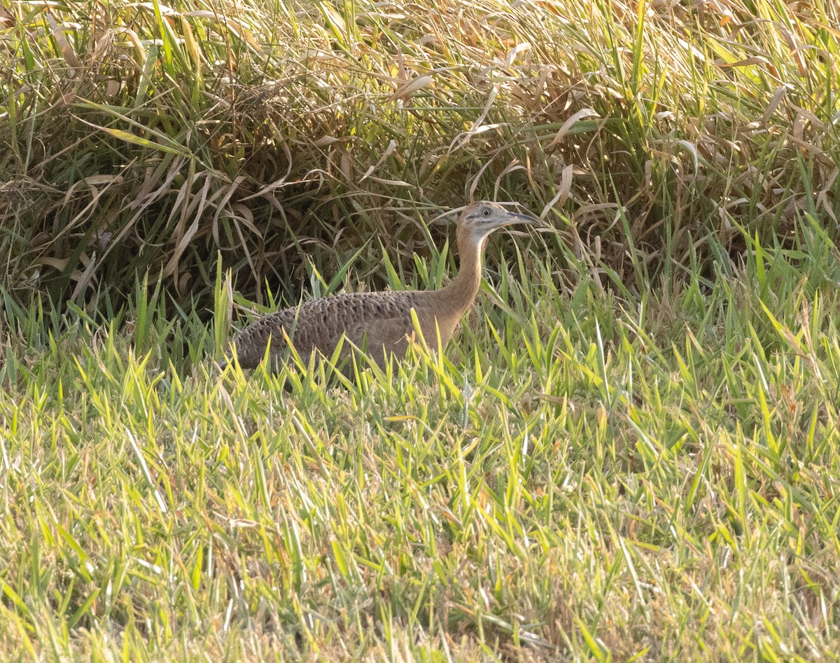 Red-winged Tinamou - ML466684381