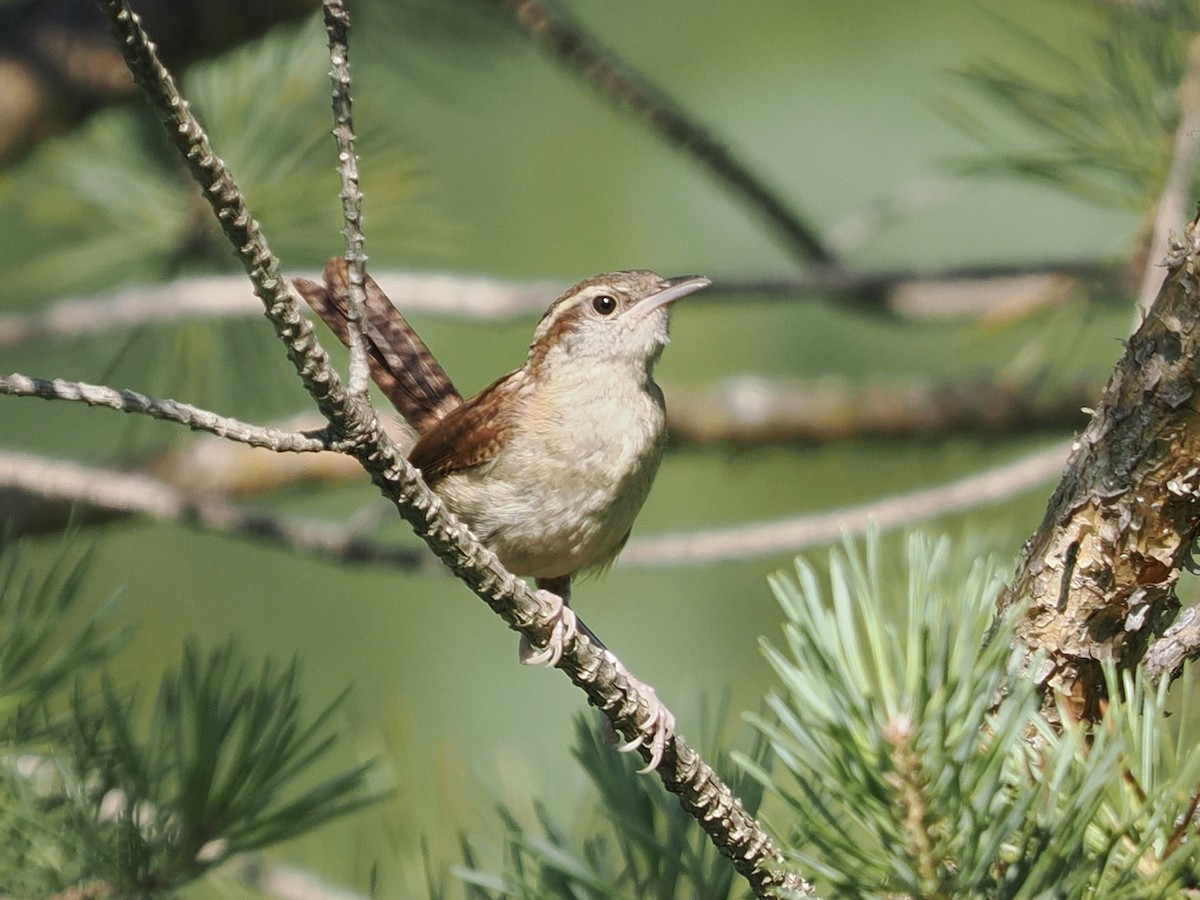 Carolina Wren - David McCartt