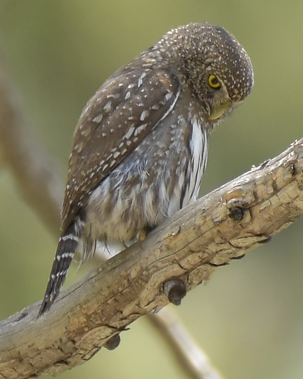 Northern Pygmy-Owl - ML466686551