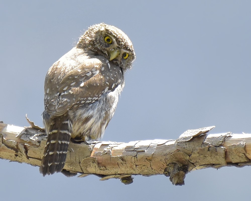 Northern Pygmy-Owl - ML466686561