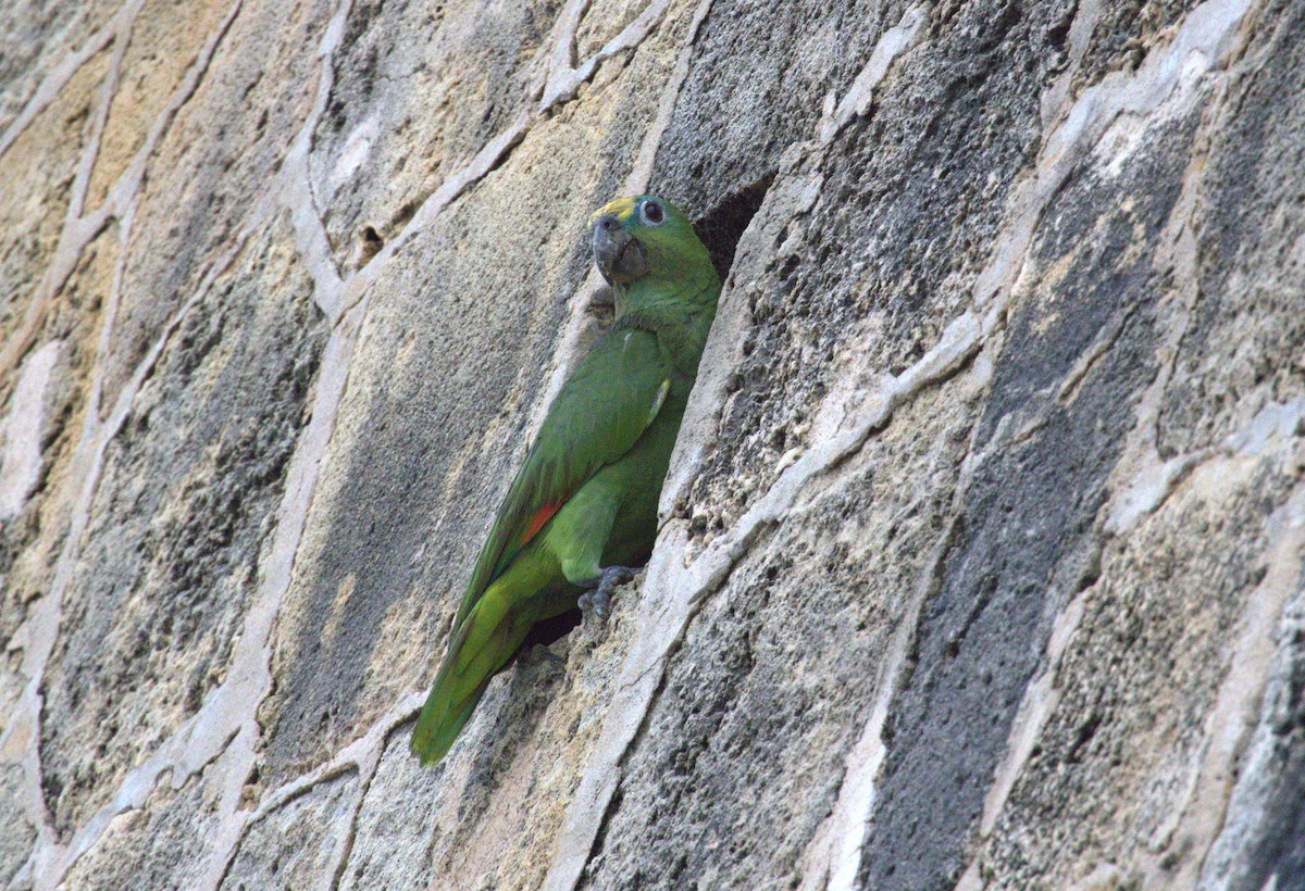 Turquoise-fronted Parrot - ML466686621