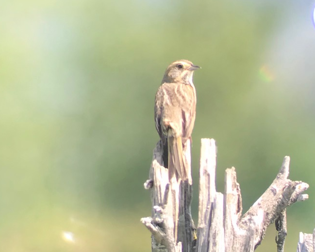 Bruant de Nelson - ML466687101