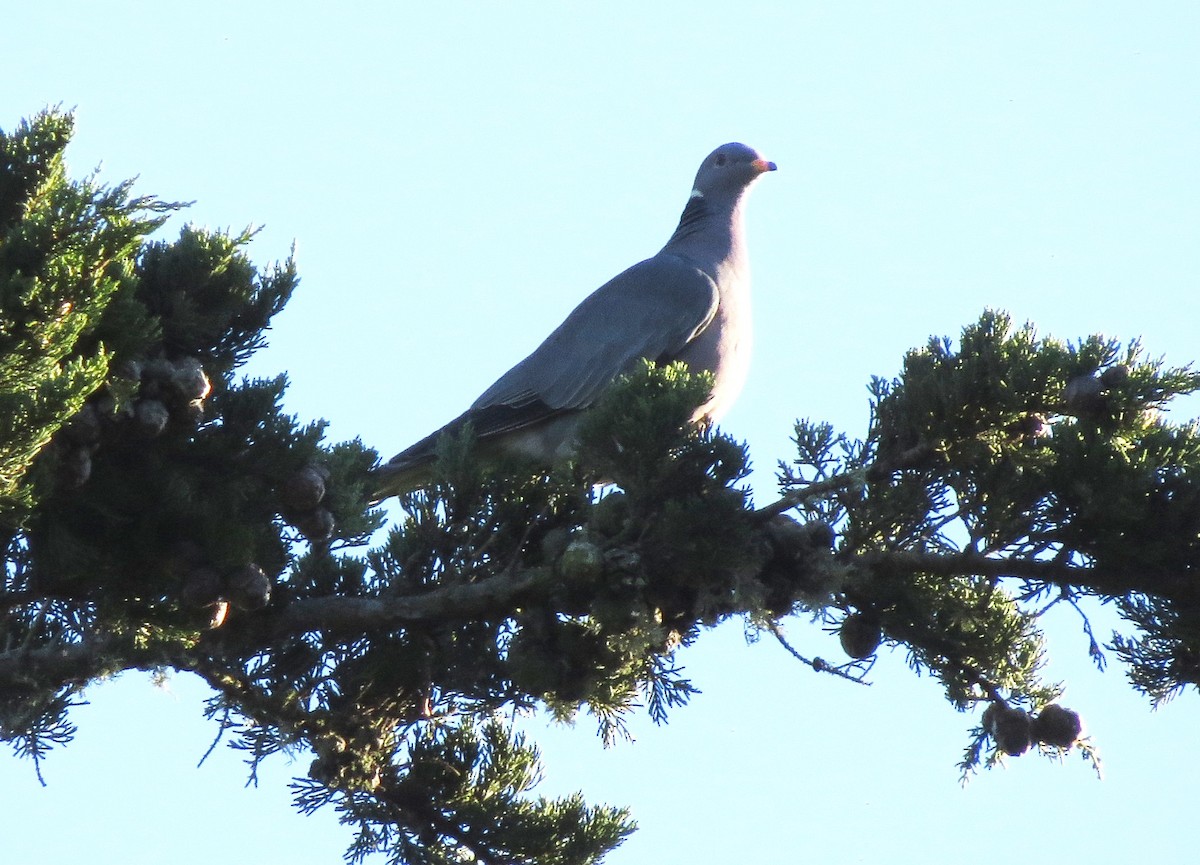 Band-tailed Pigeon - ML46668711