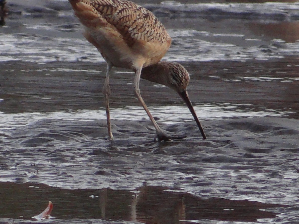 Long-billed Curlew - ML466688041