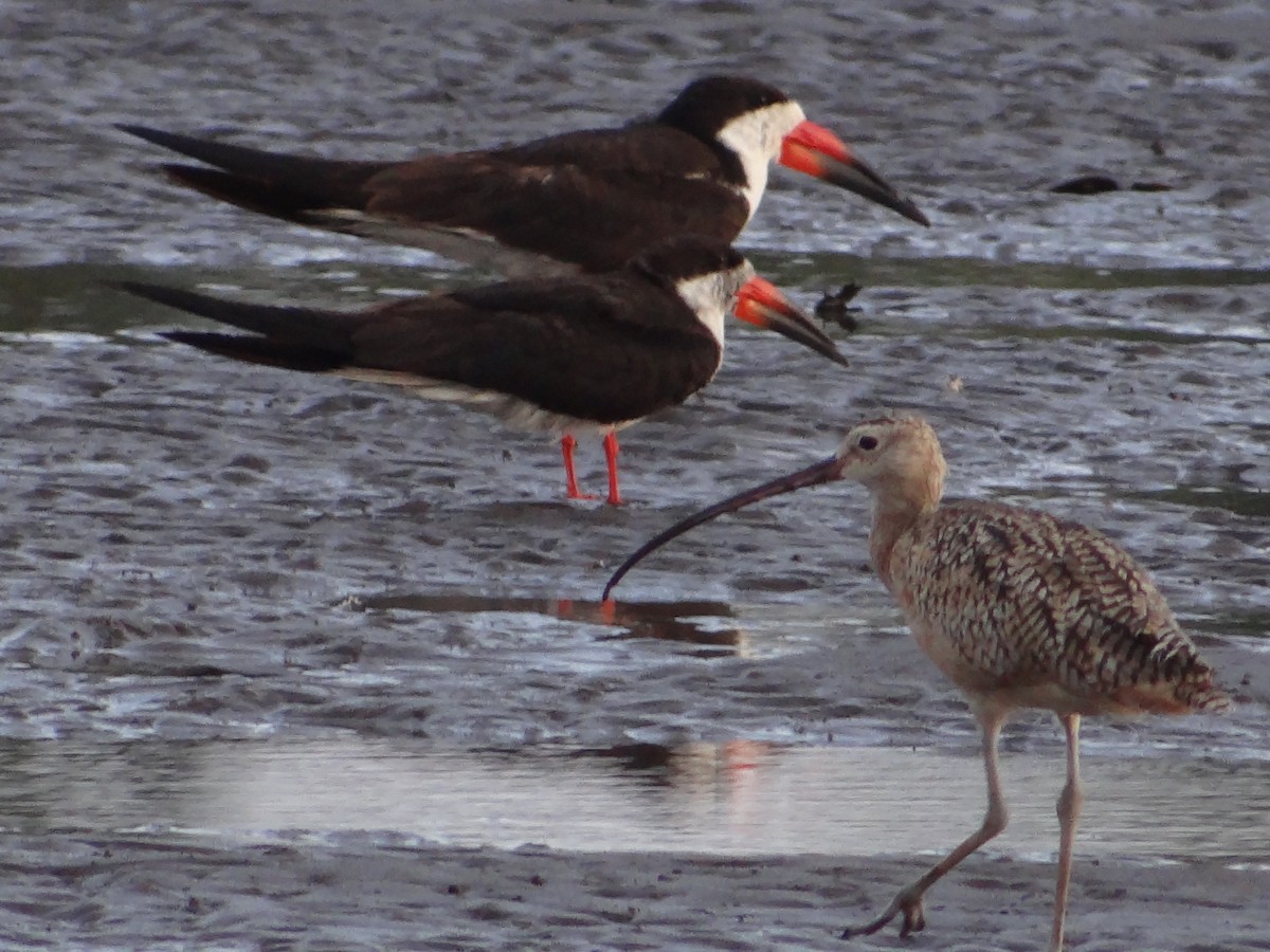 Long-billed Curlew - ML466688051