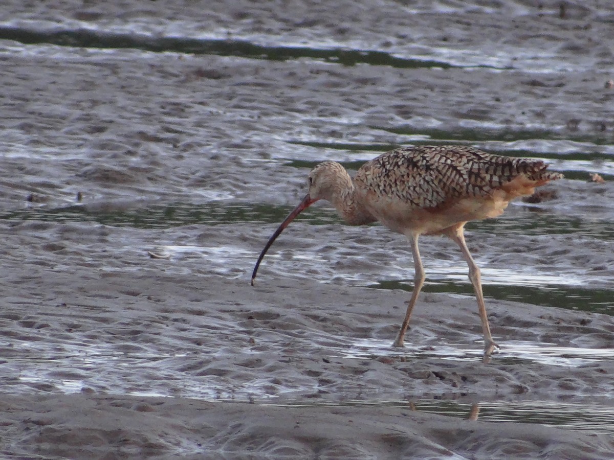 Long-billed Curlew - ML466688071