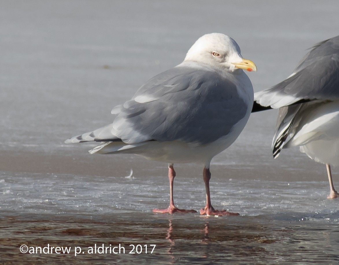 Iceland Gull (kumlieni/glaucoides) - andrew aldrich