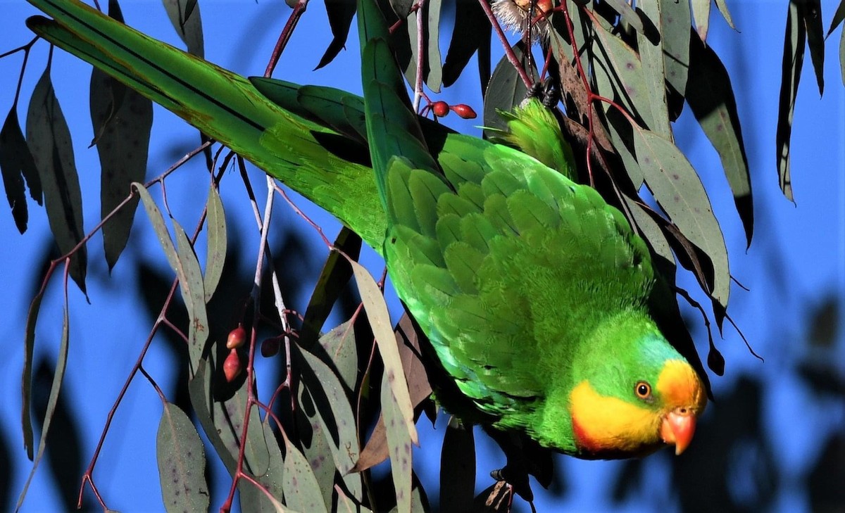 Superb Parrot - Rob Clay