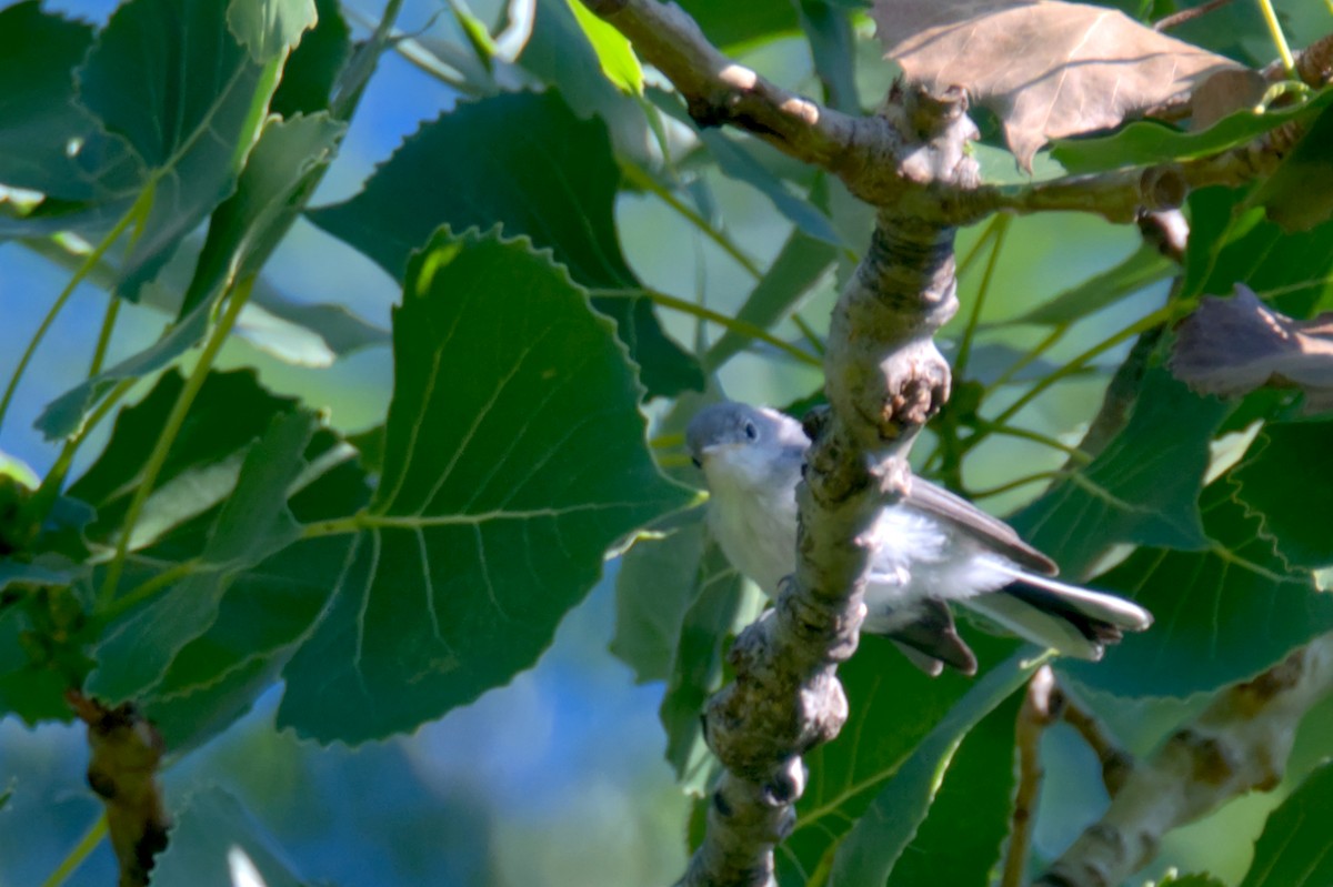 Blue-gray Gnatcatcher - ML466691791