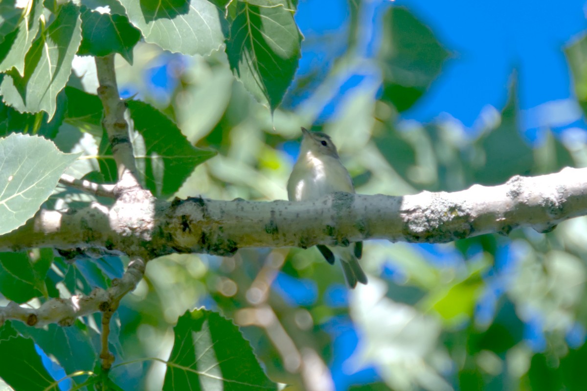 Warbling Vireo - ML466691891