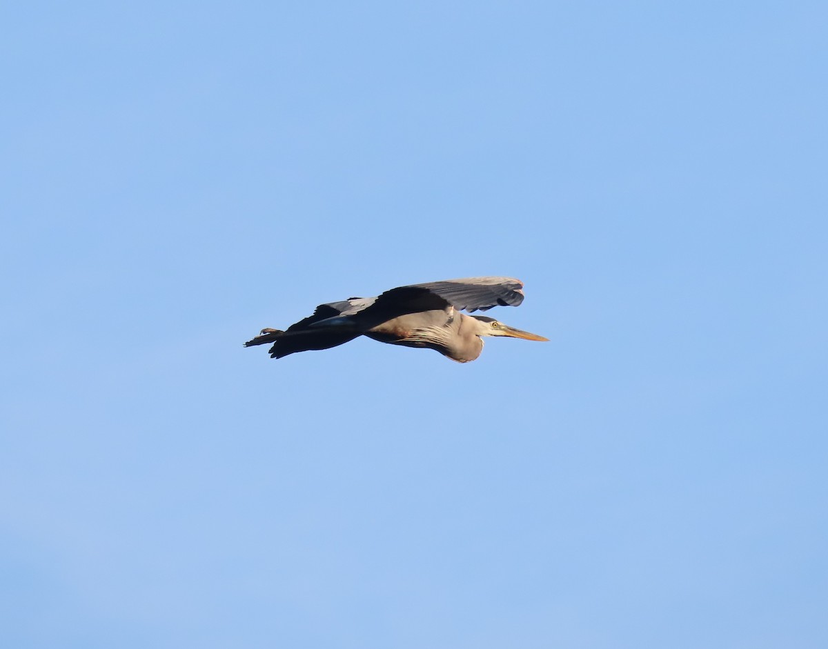 Great Blue Heron (Great Blue) - ML466692021