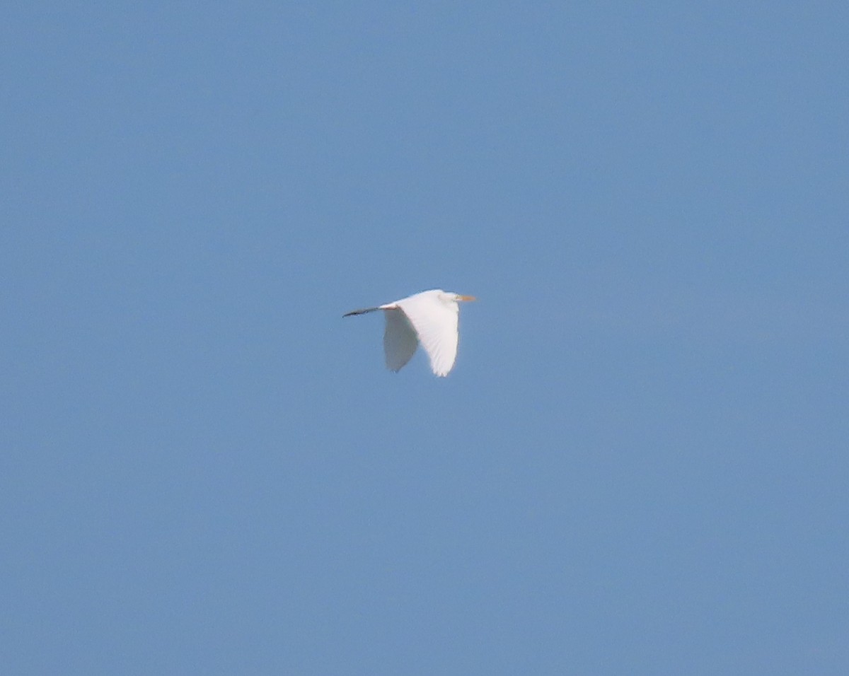 Great Egret - ML466692031