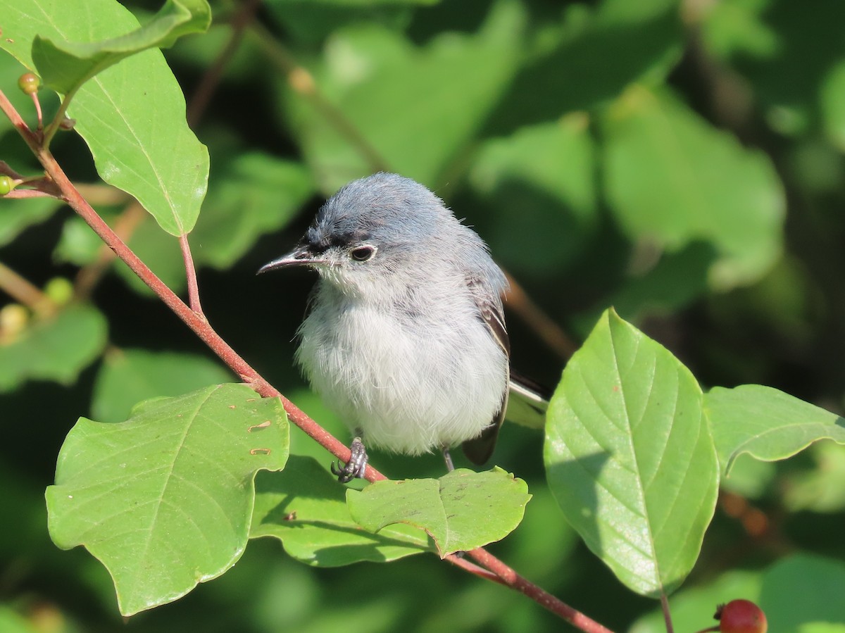 Blue-gray Gnatcatcher - ML466692061