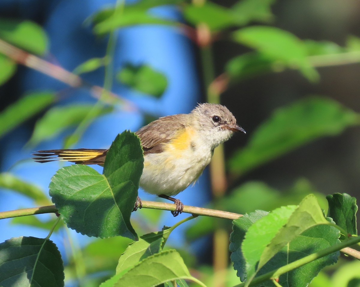American Redstart - ML466692111