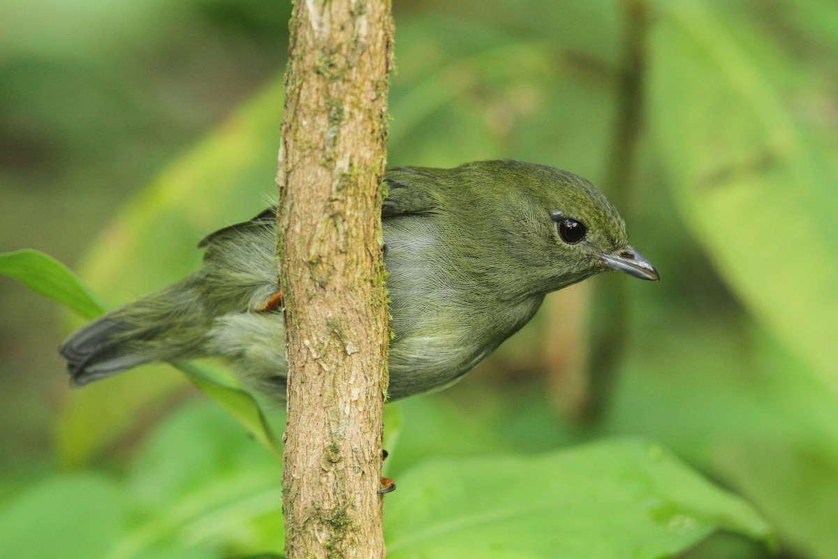 White-bearded Manakin - ML466694581