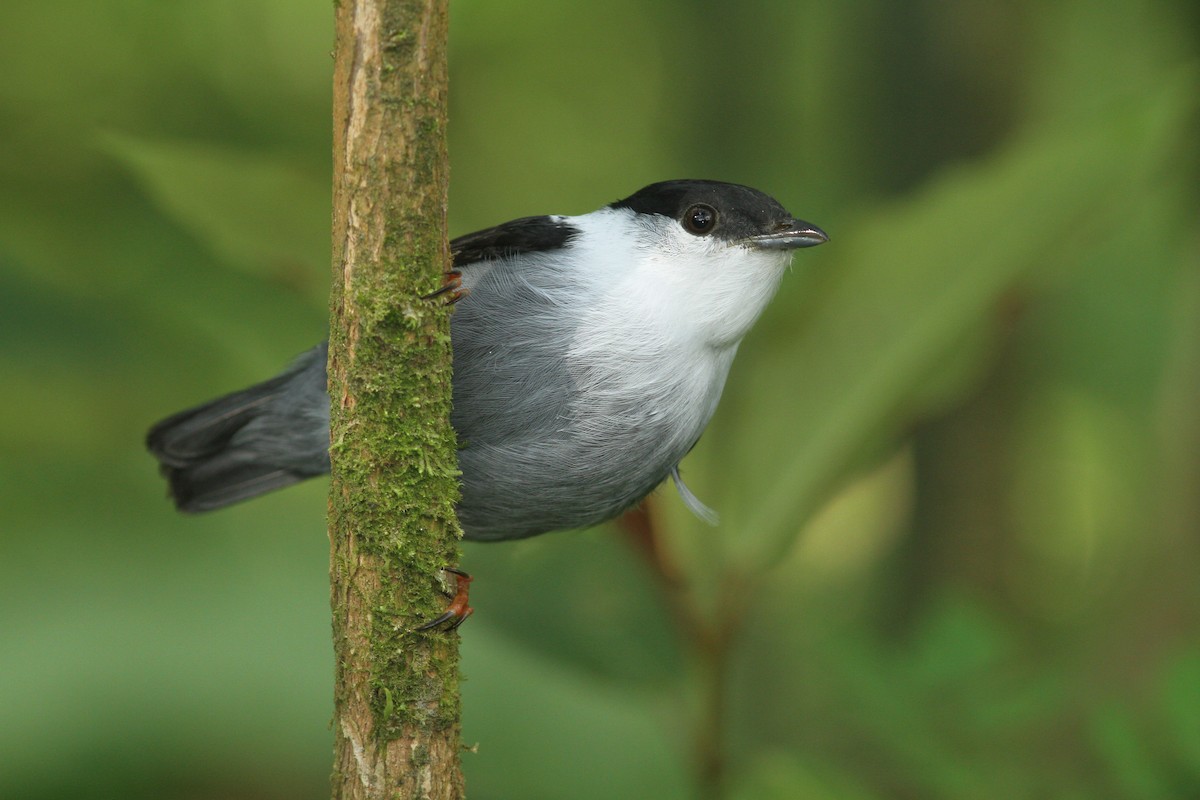 White-bearded Manakin - Henry Miller Alexandre