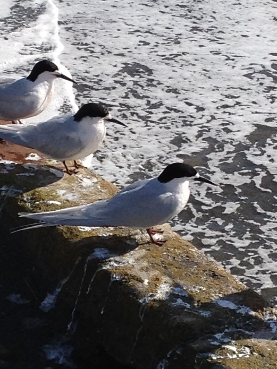 White-fronted Tern - ML46669461