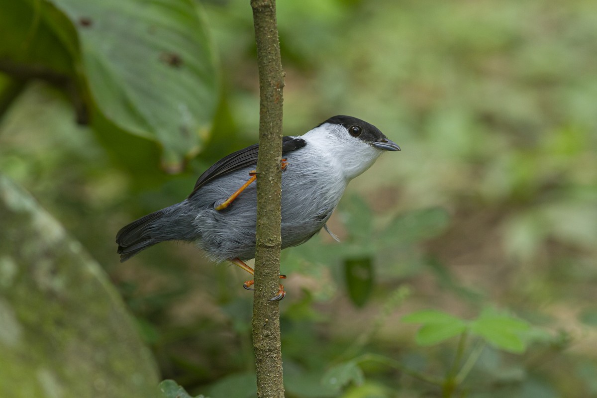 White-bearded Manakin - ML466694631