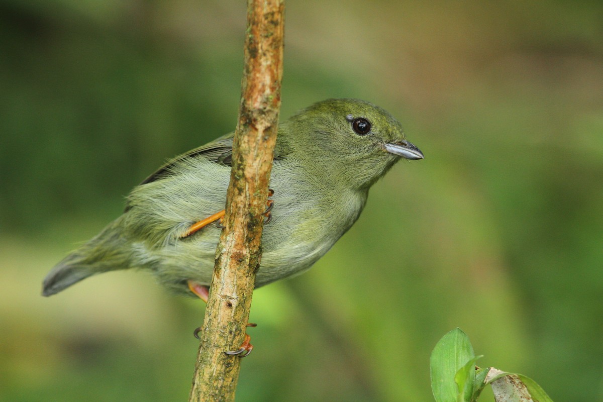 White-bearded Manakin - ML466694681