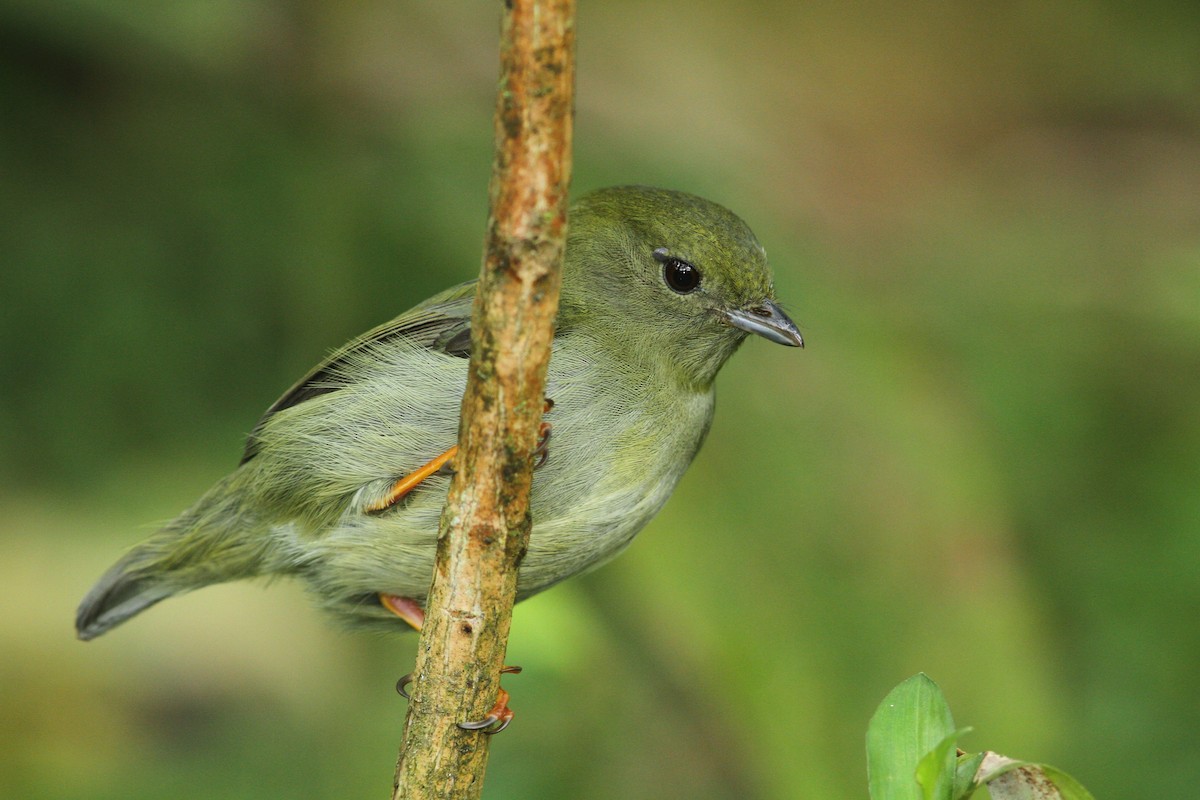 White-bearded Manakin - ML466694691