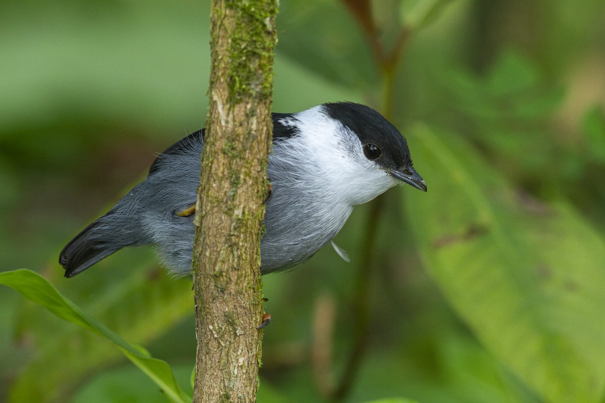 White-bearded Manakin - ML466694701