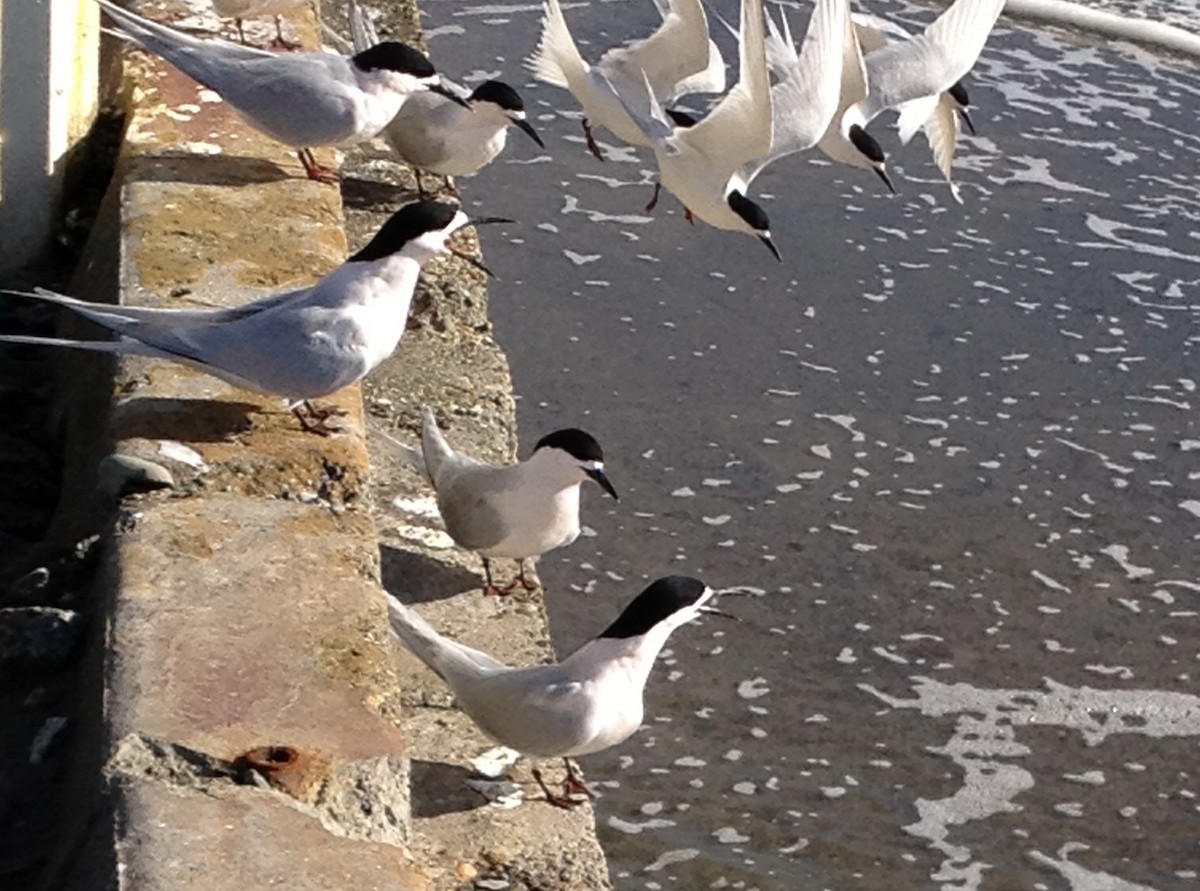 White-fronted Tern - ML46669501
