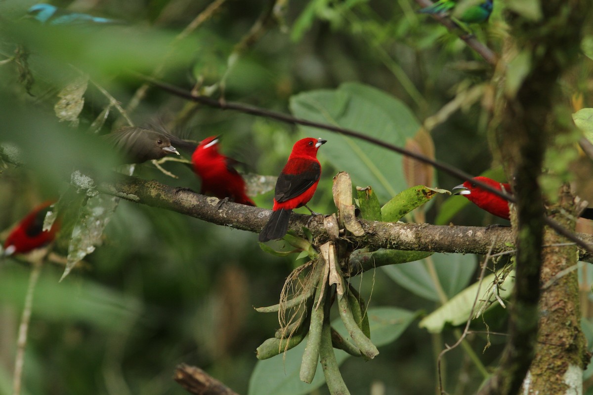 Brazilian Tanager - ML466695611