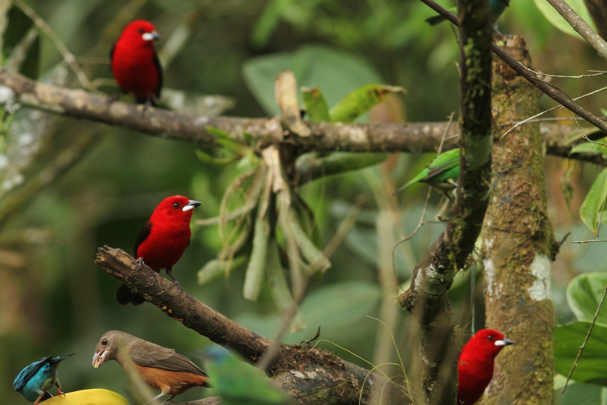 Brazilian Tanager - Henry Miller Alexandre