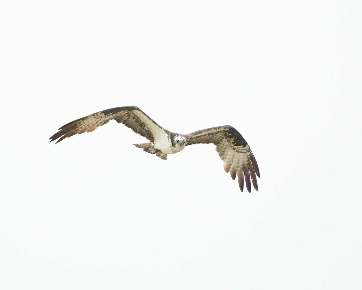 Osprey - ML466695691