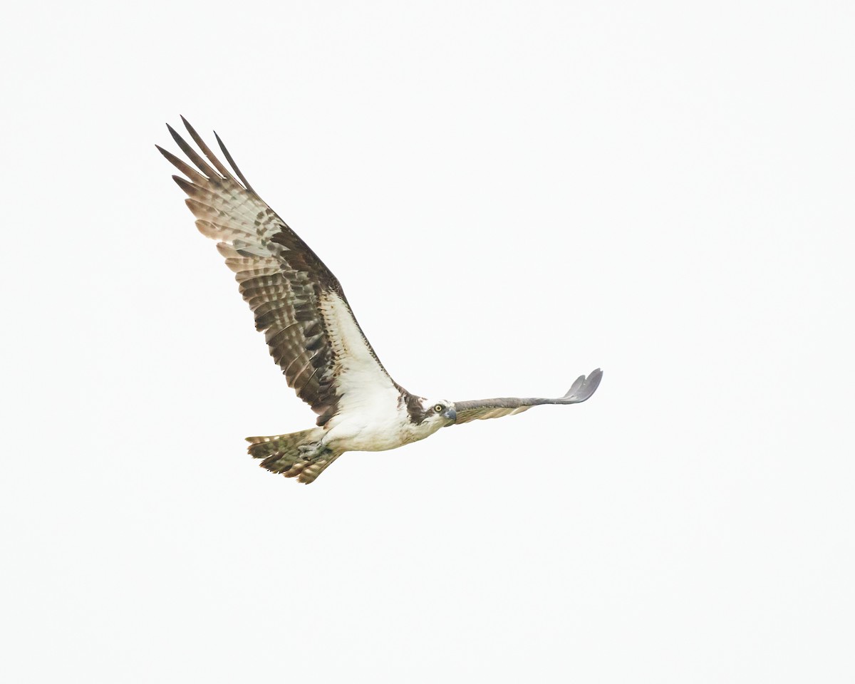 Osprey - ML466695701