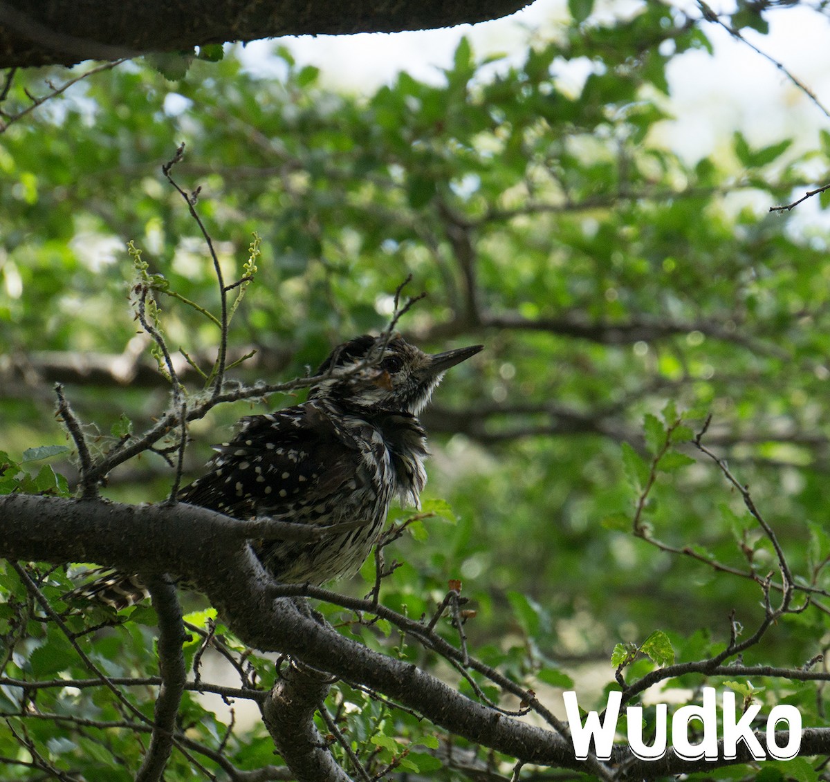 Striped Woodpecker - Rodrigo Calderón Castillo (Wudko)