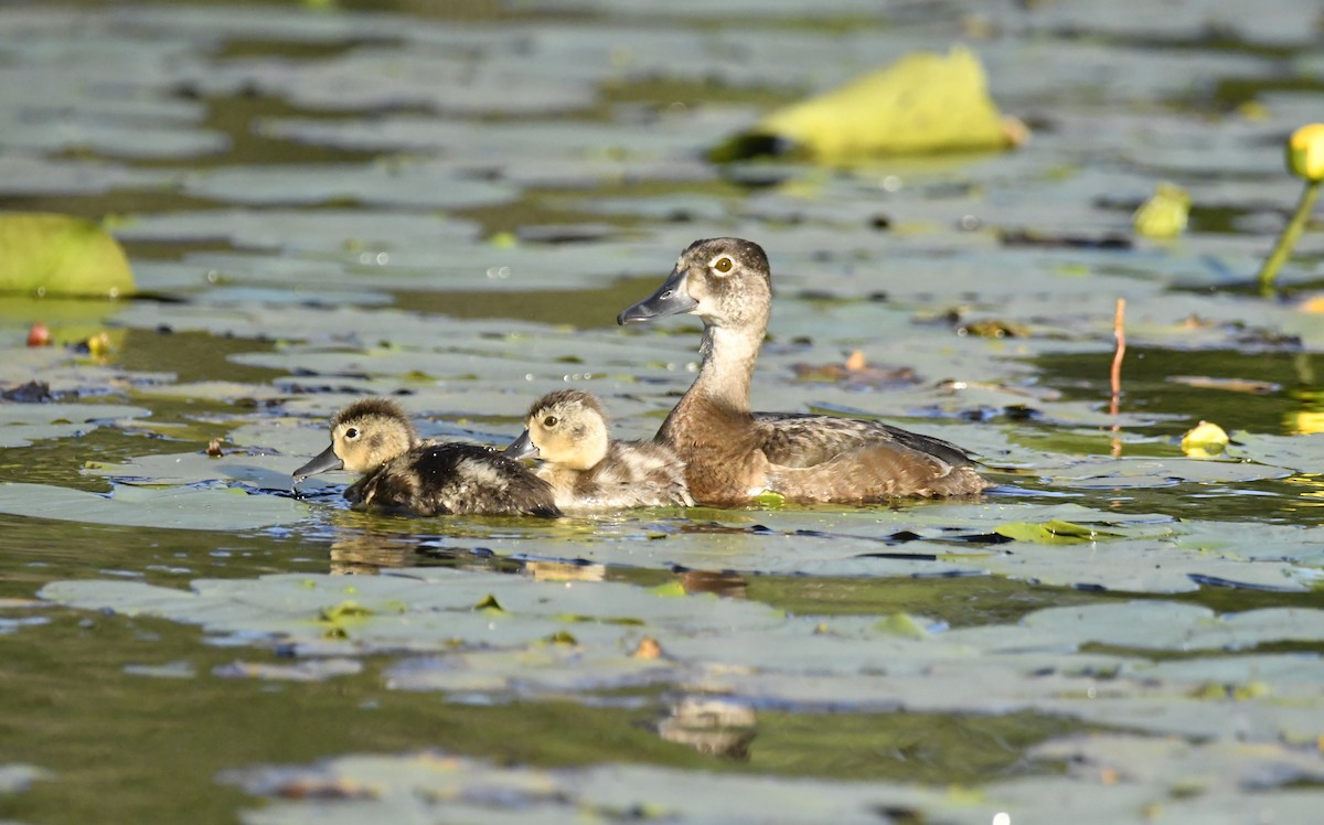 Ring-necked Duck - ML466699621