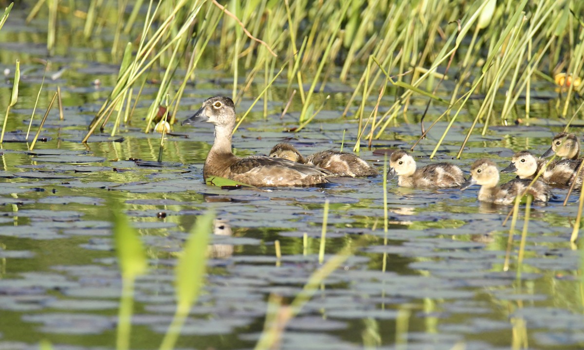 Ring-necked Duck - ML466699631