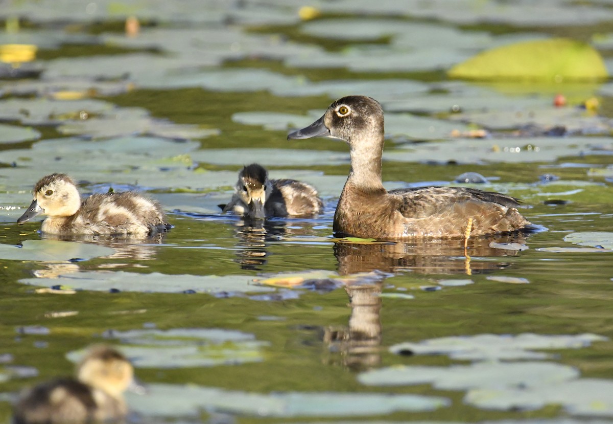 Ring-necked Duck - ML466699711