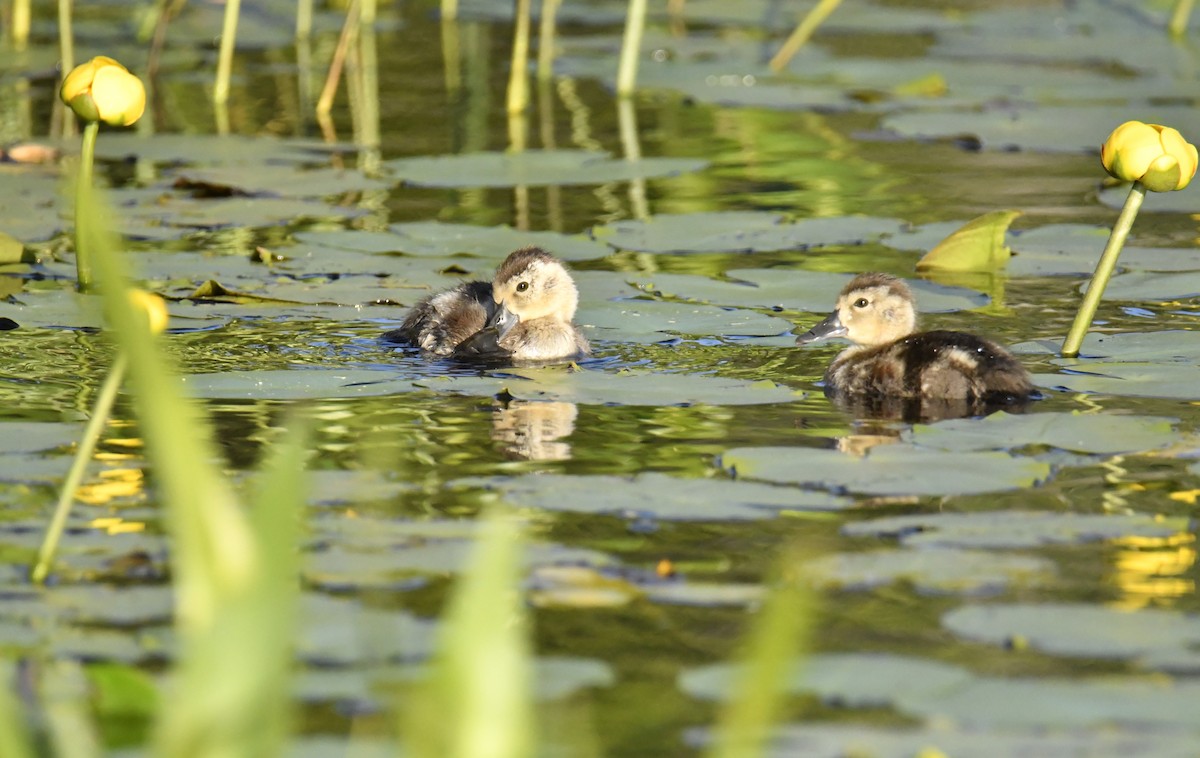 Ring-necked Duck - ML466699721