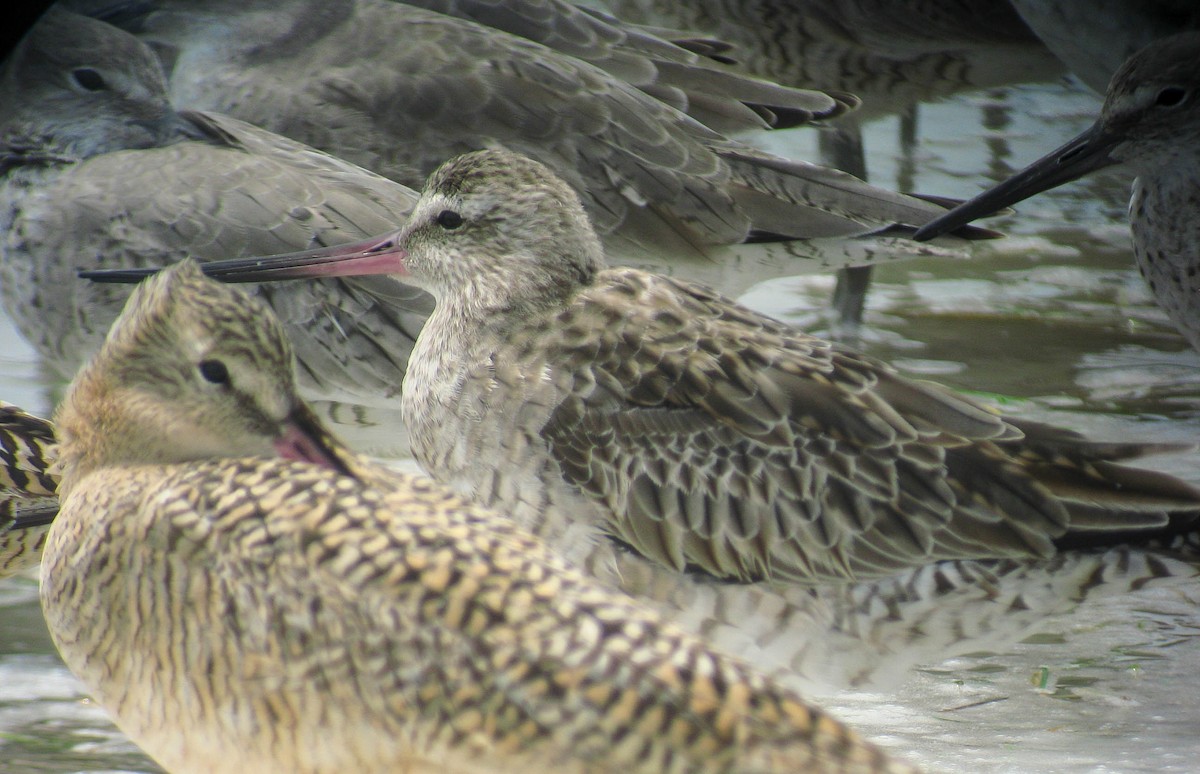 Bar-tailed Godwit (Siberian) - ML466701951