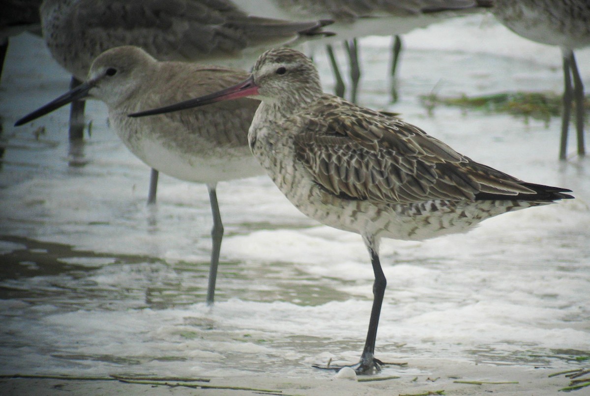 Bar-tailed Godwit (Siberian) - ML466701991