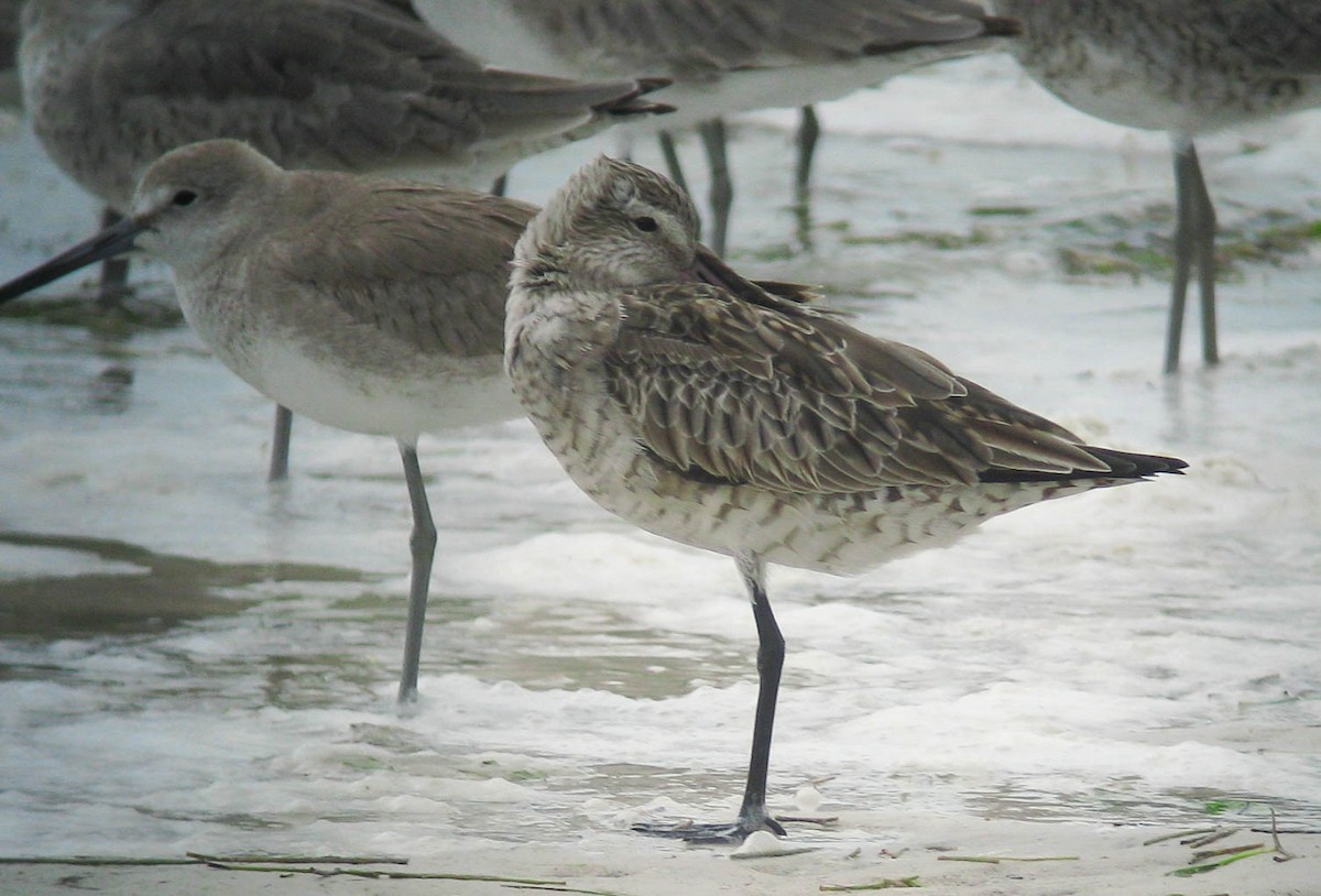Bar-tailed Godwit (Siberian) - ML466702011