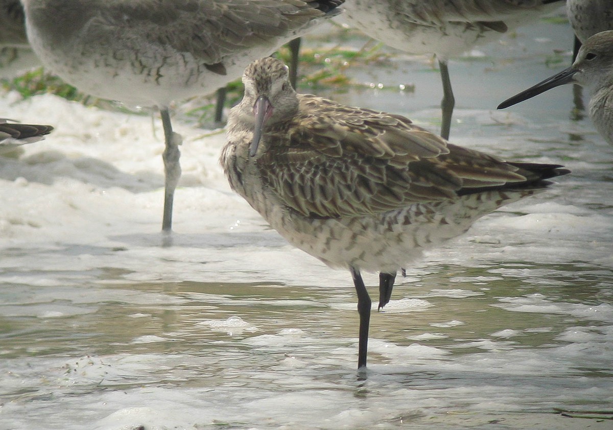 Bar-tailed Godwit (Siberian) - ML466702041