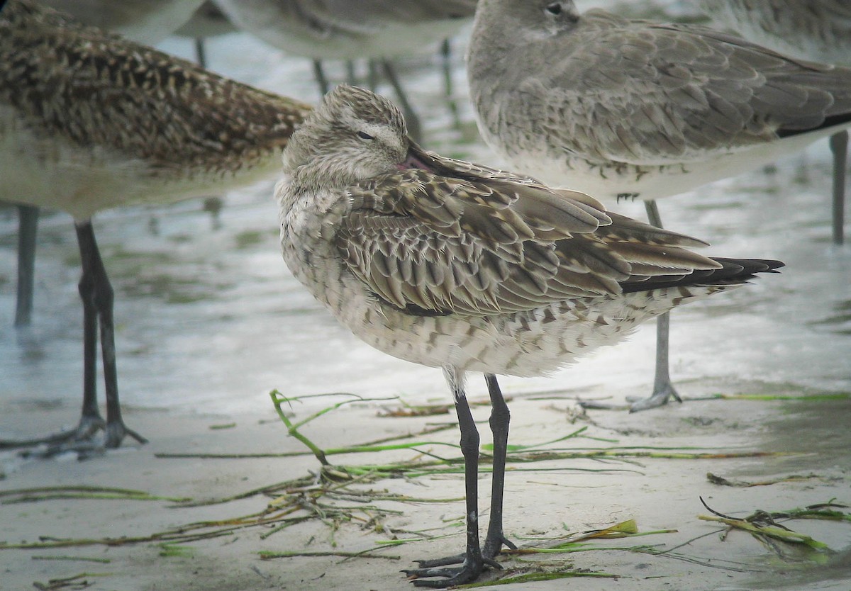 Bar-tailed Godwit (Siberian) - ML466702051