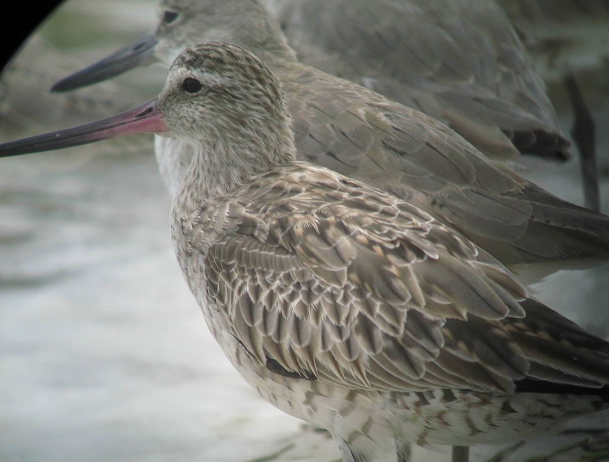 Bar-tailed Godwit (Siberian) - ML466702081