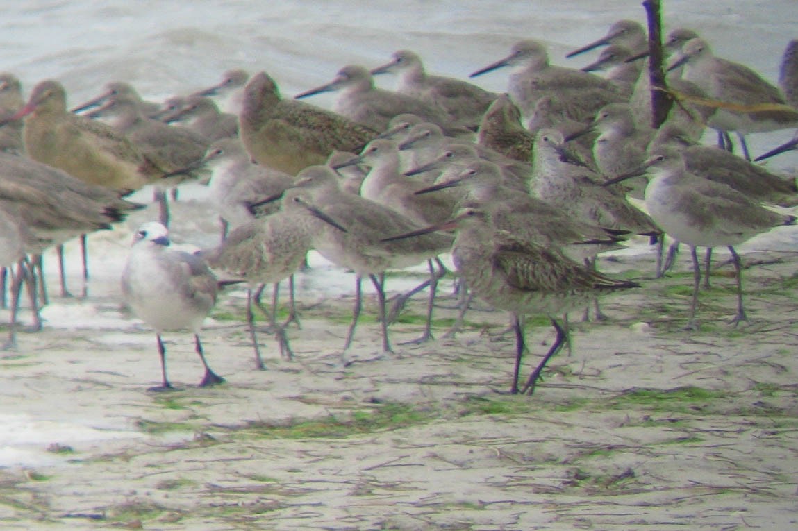 Bar-tailed Godwit (Siberian) - ML466702121