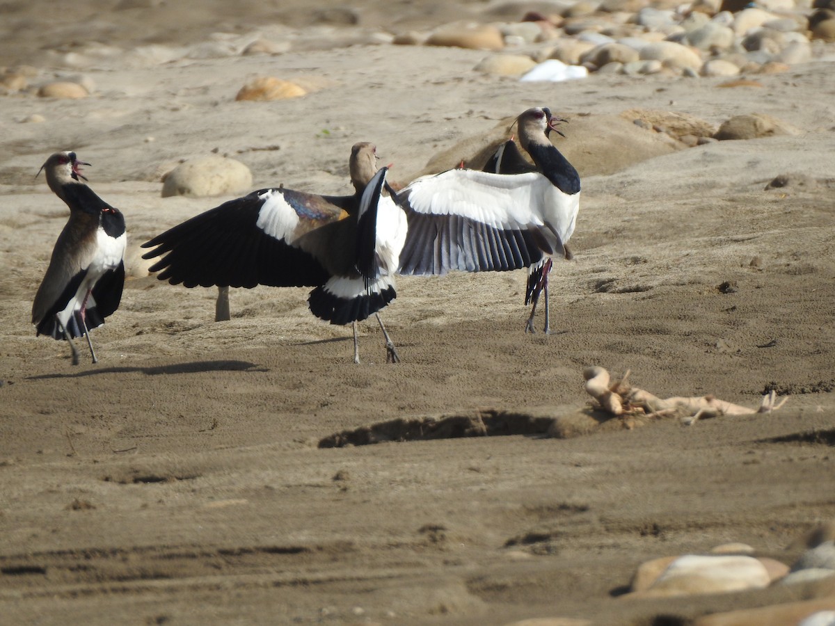 Southern Lapwing - ML466702461