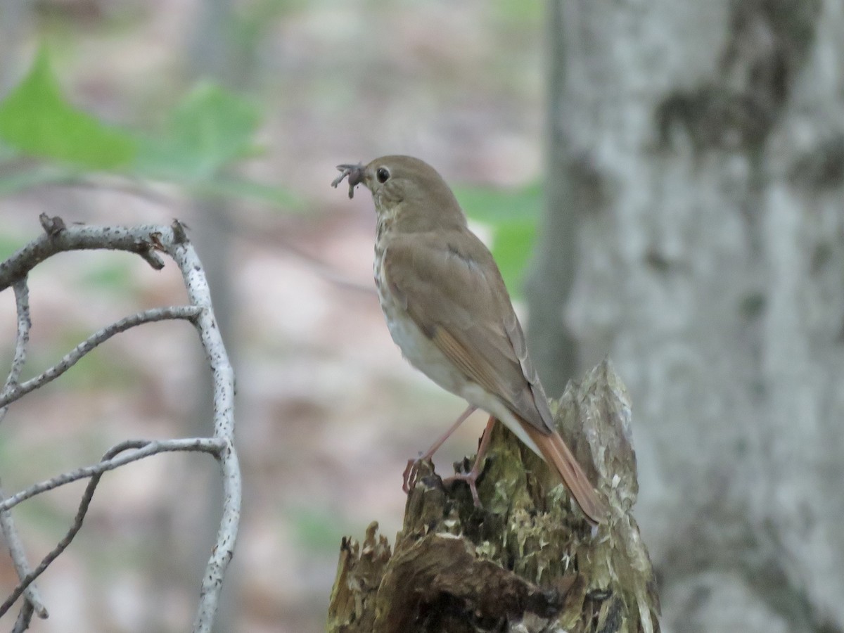 Hermit Thrush - ML466702661